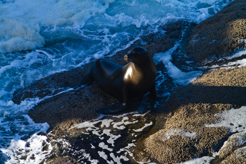 California Sea Lion